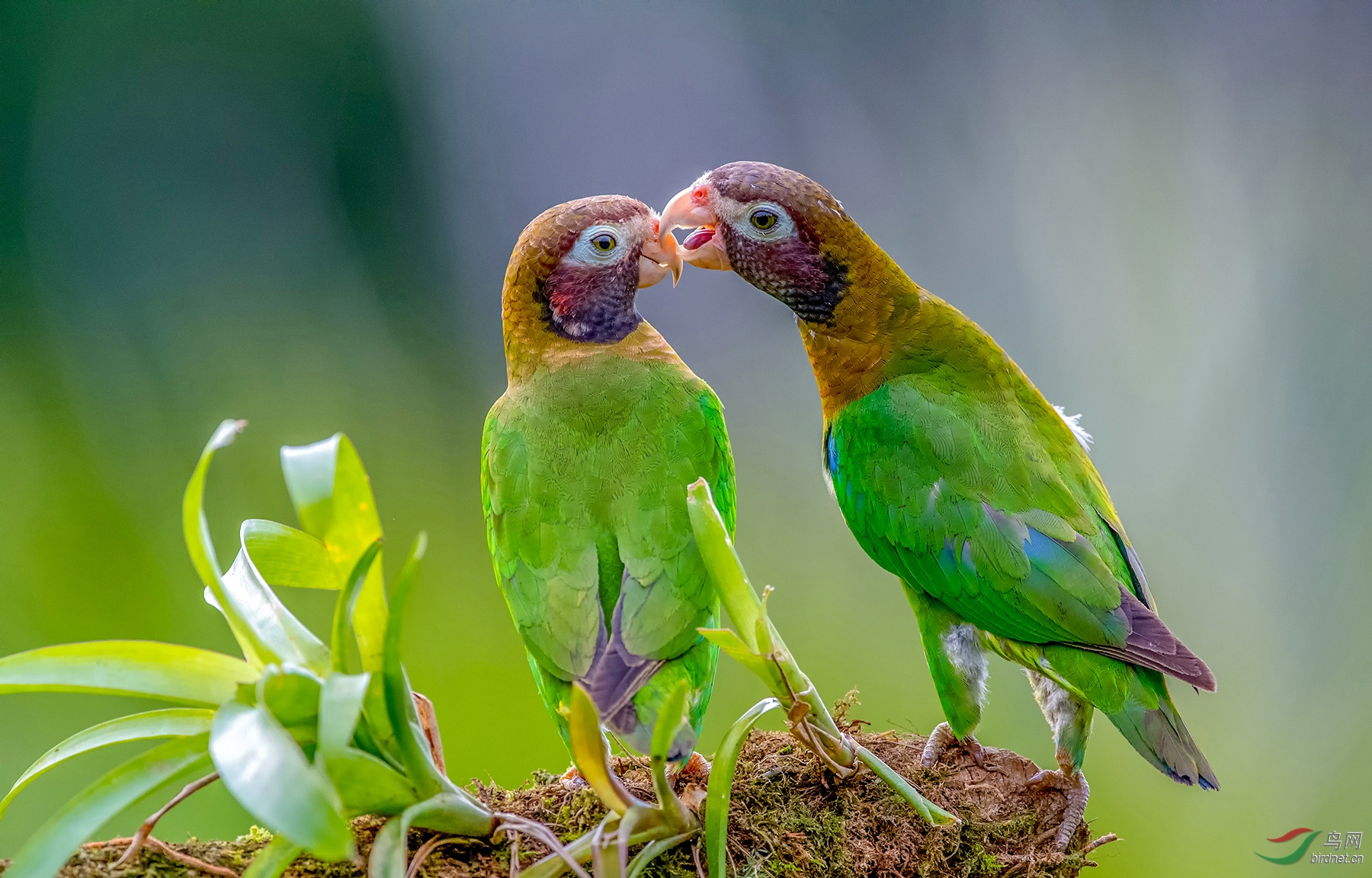亲昵褐头鹦鹉祝贺荣获首页鸟类精华