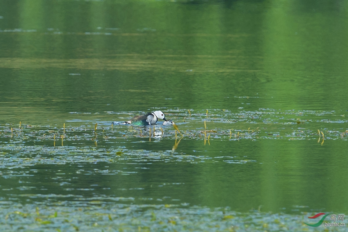 DSC_3357fb.jpg