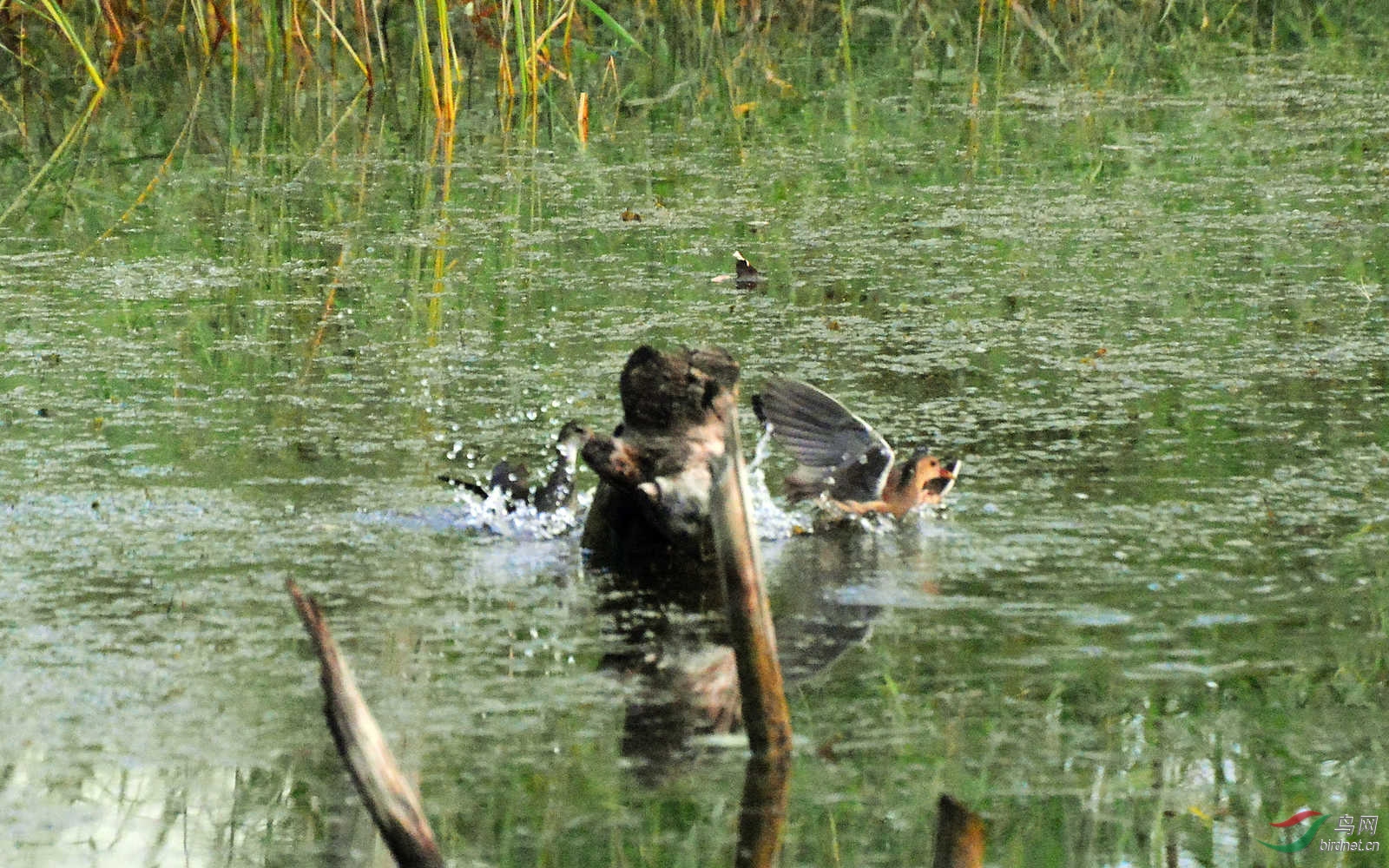 DSC_3896.JPG