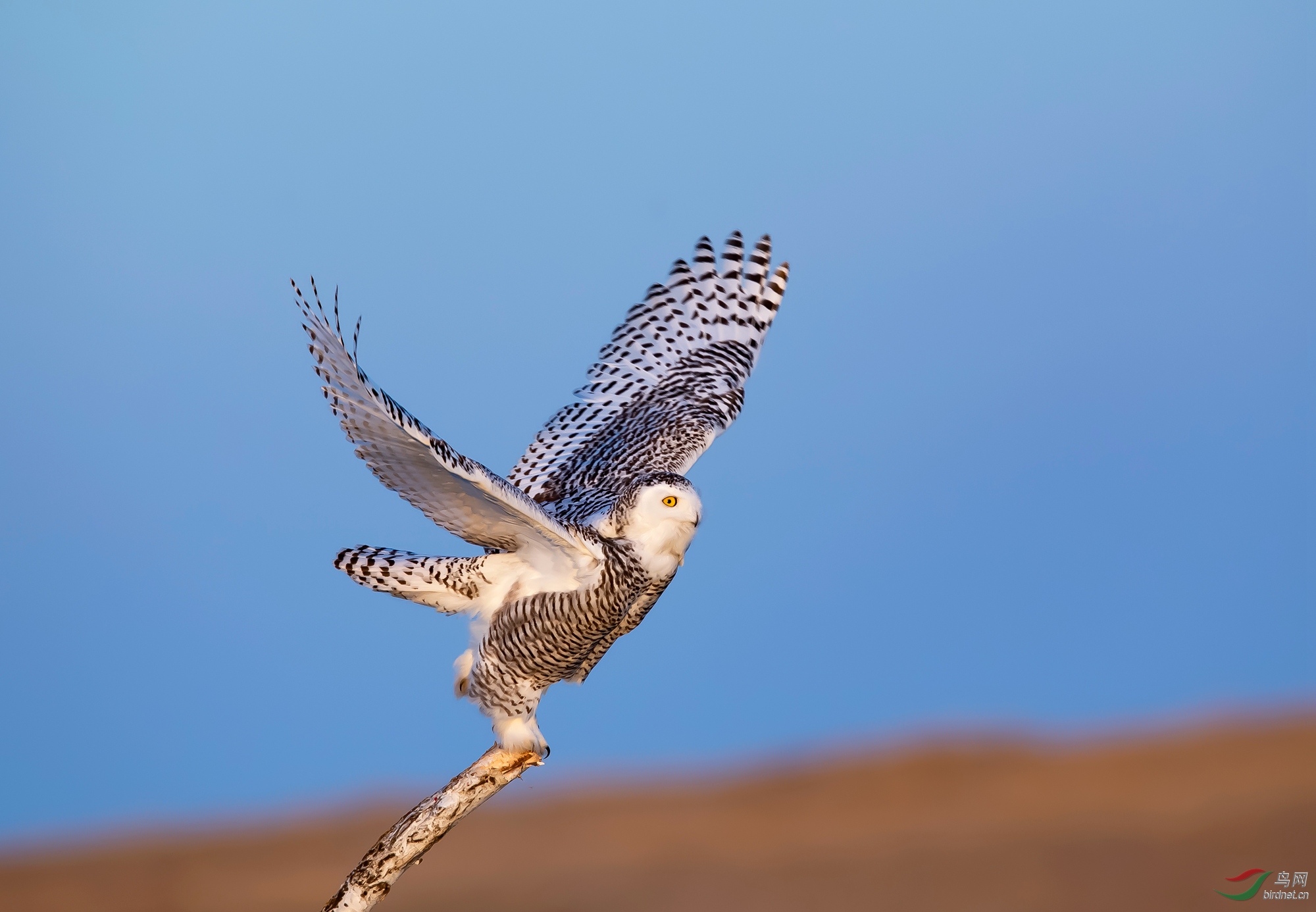 DSC_64632.jpg