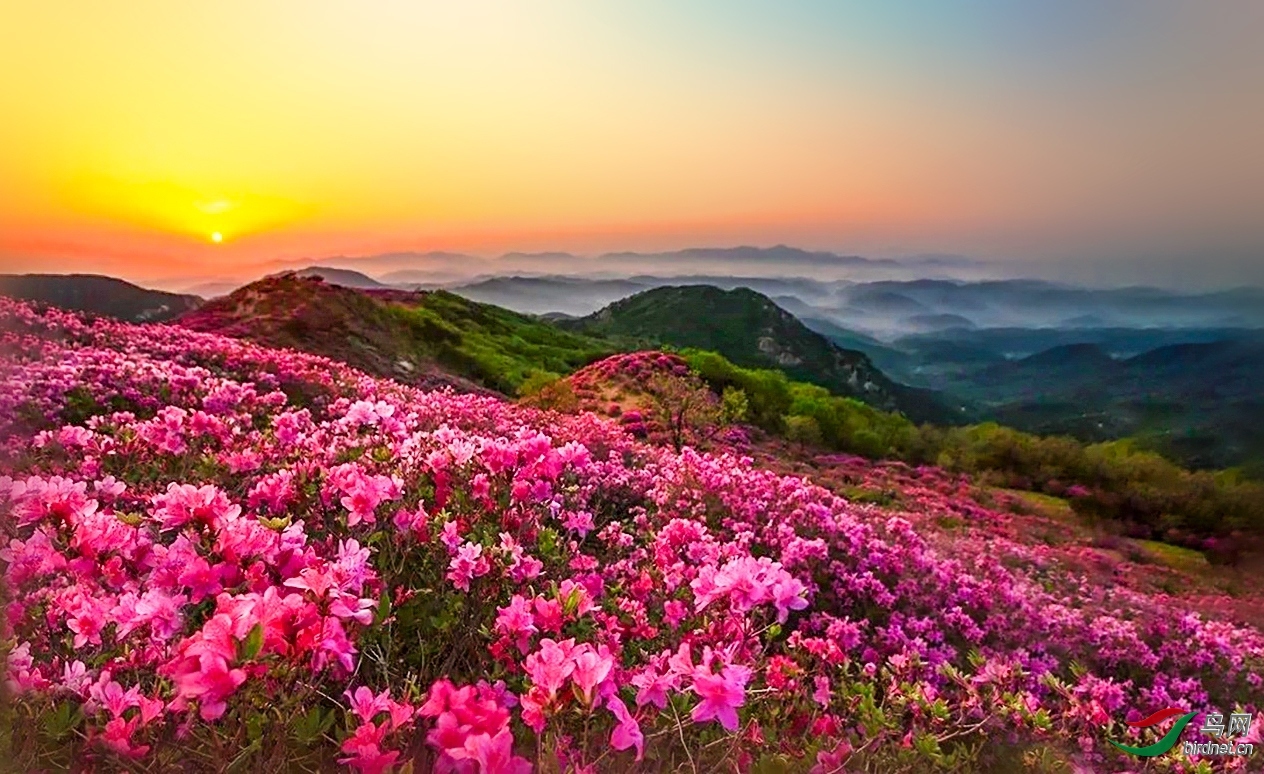 山花烂漫简谱_山花烂漫图片