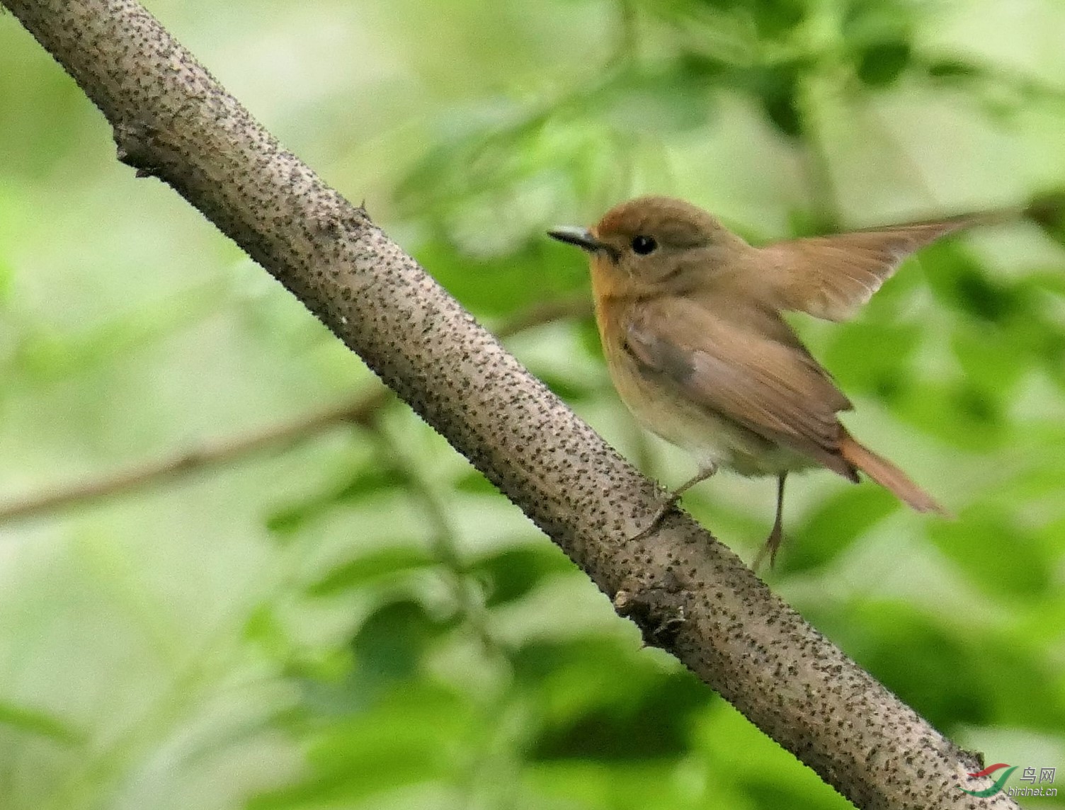 褐色小鸟请教鸟名