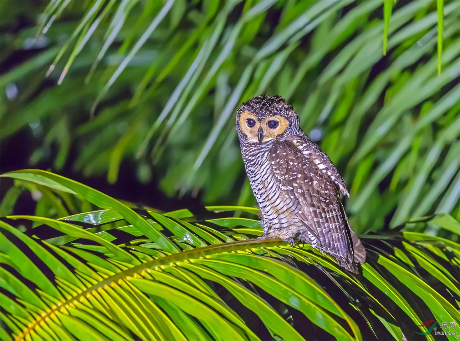 点斑林鸮贺获鸟网首页鸟类精华