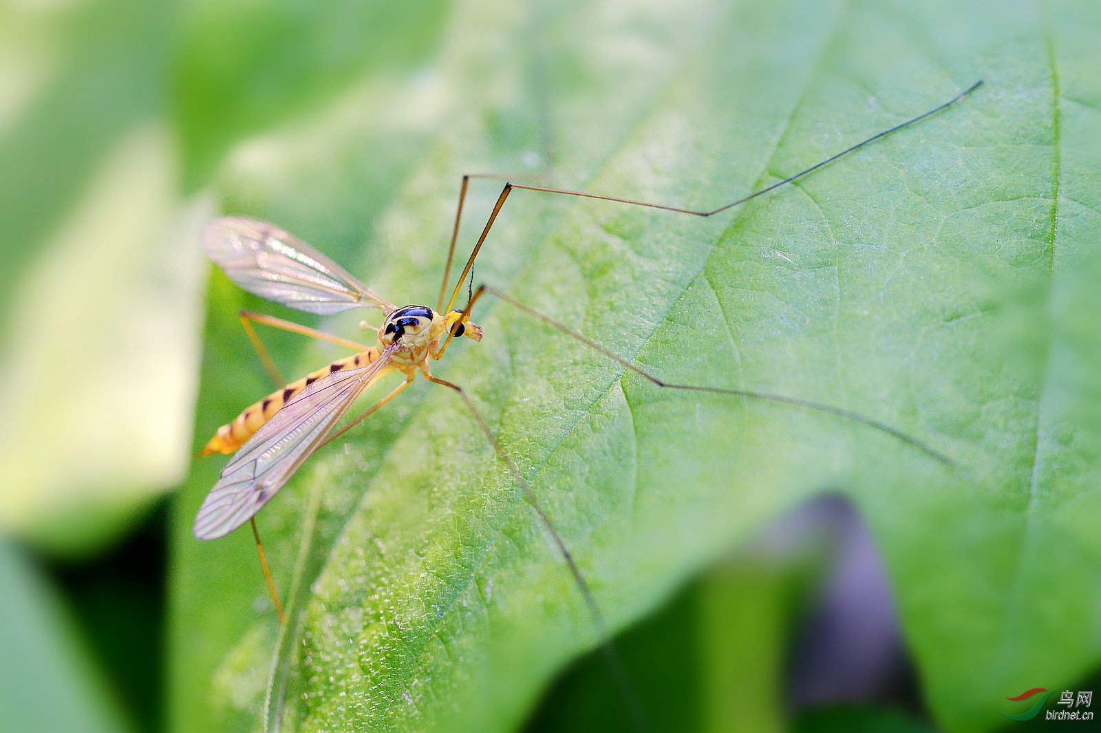 长腿蚊子