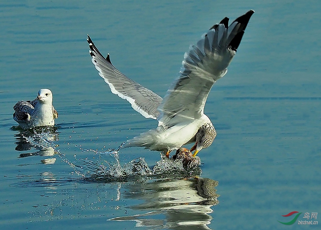 �ҿ����ܳԵ��£�