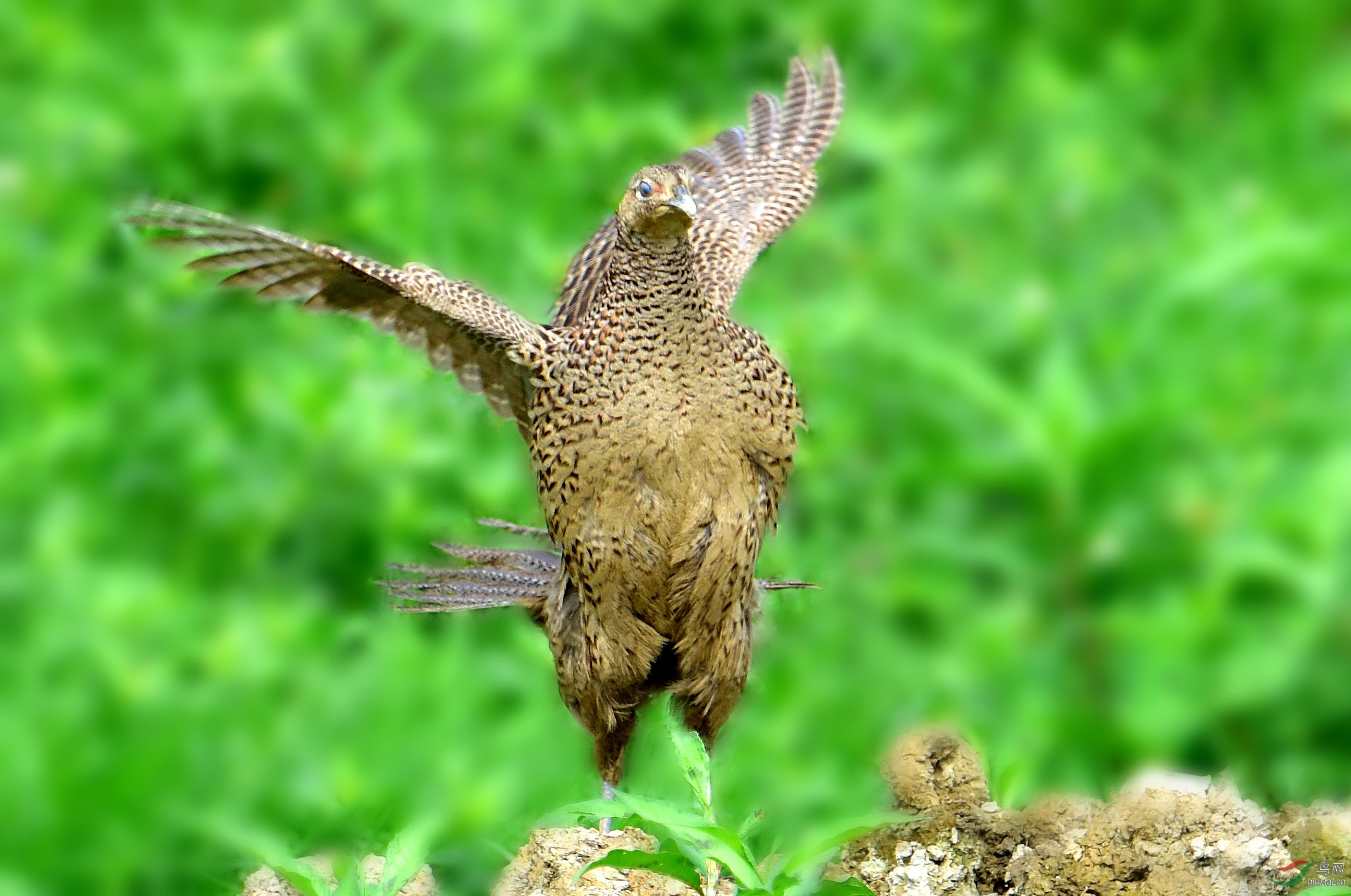 DSC_8412_conew3.jpg