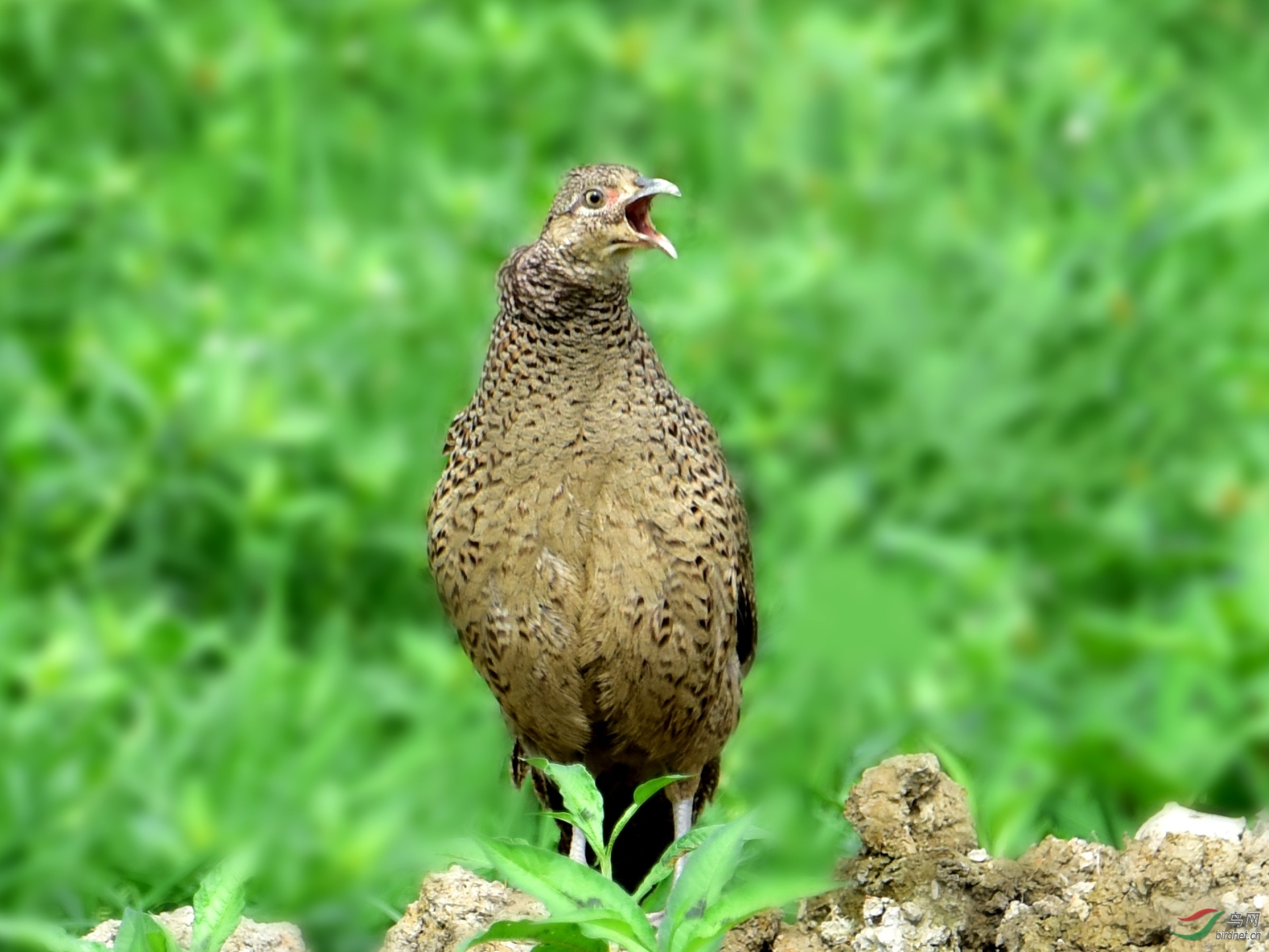 DSC_8416_conew5.jpg