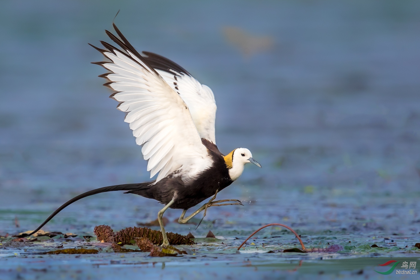 水雉祝贺荣获首页鸟类精华