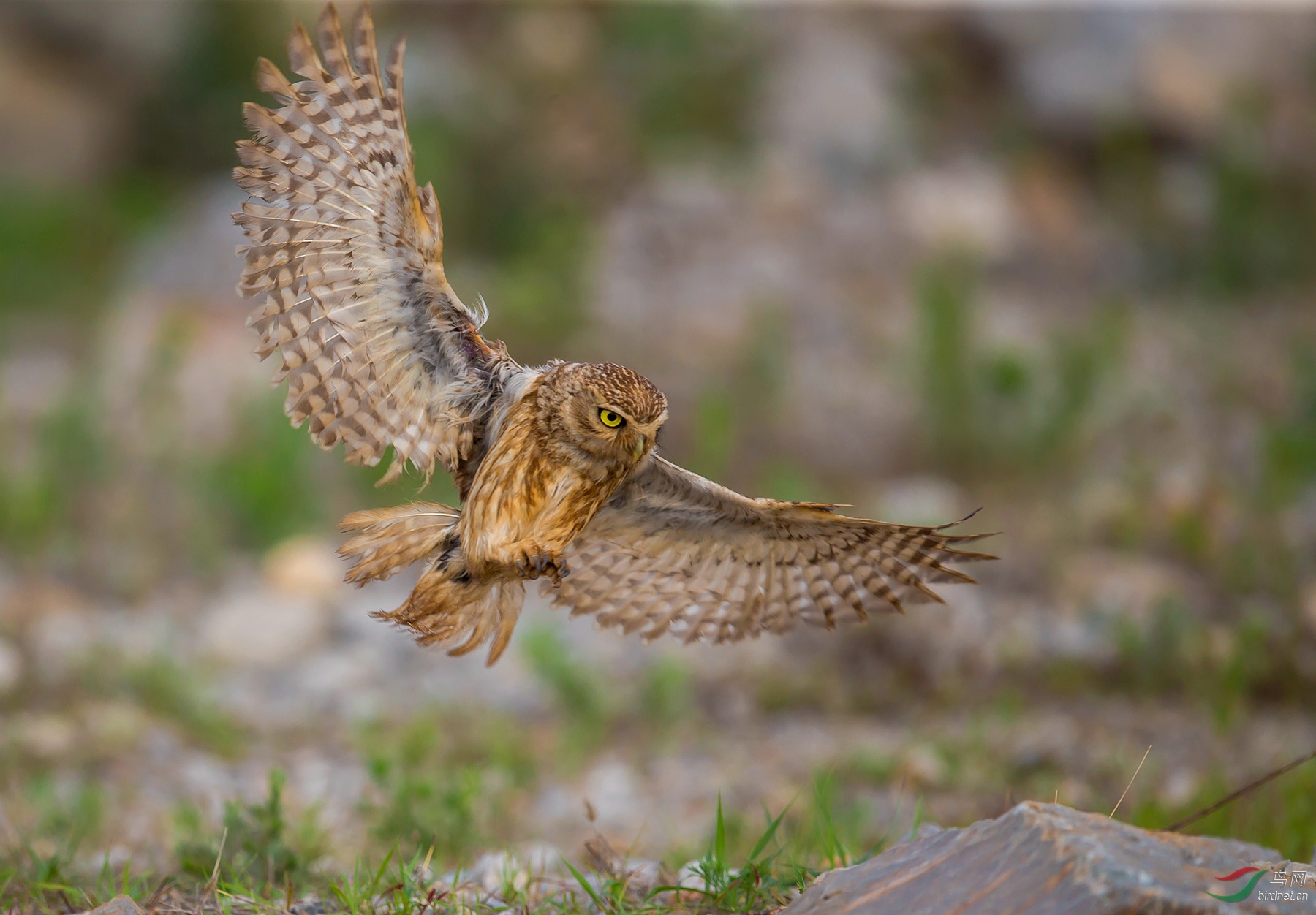 ���Ƹ�С�^