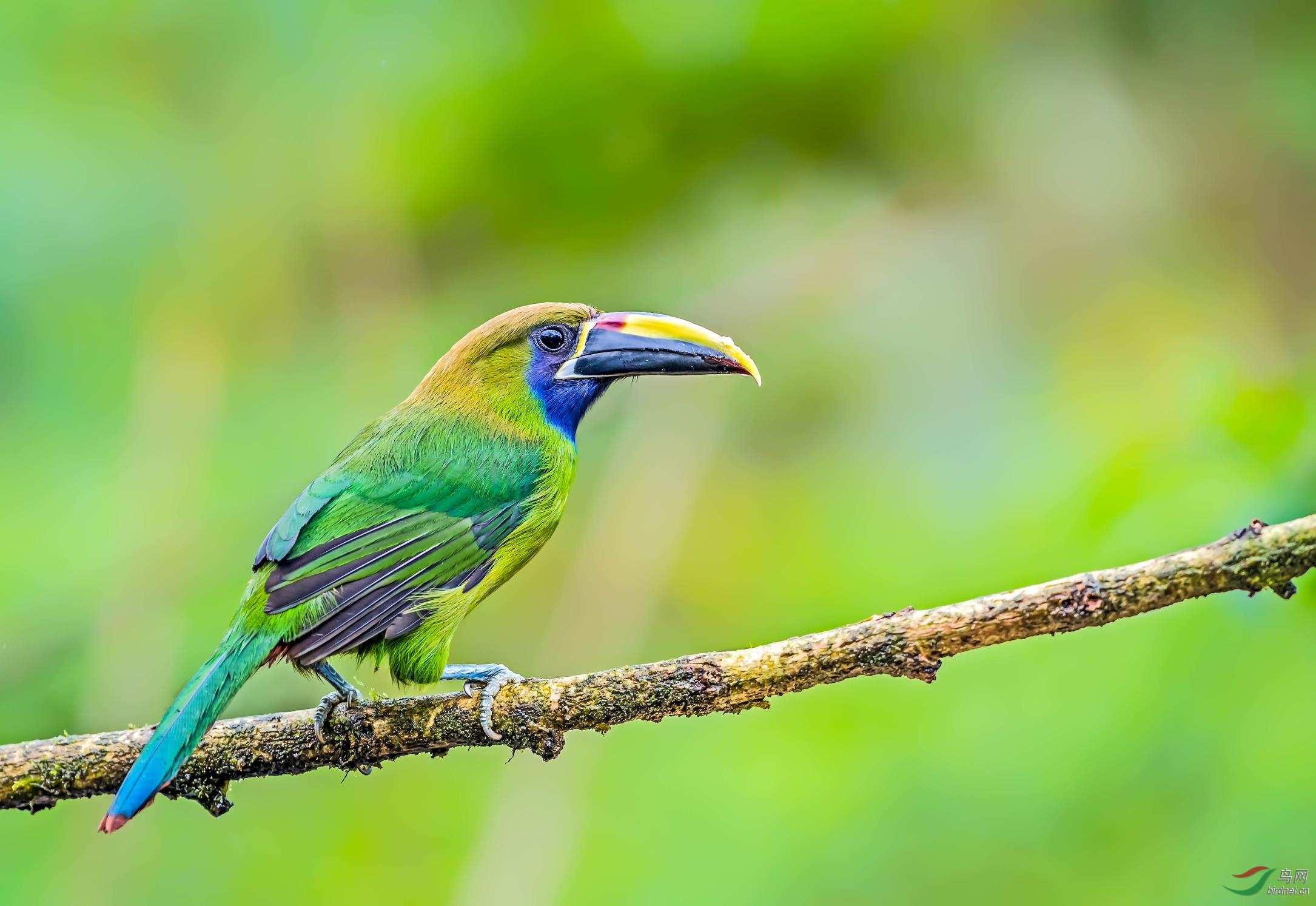 绿巨嘴鸟贺获鸟网首页鸟类精华