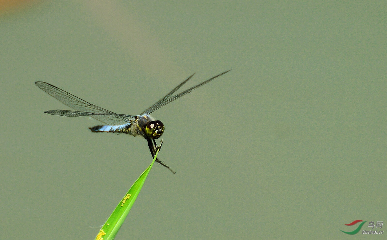 DSC_5331.JPG