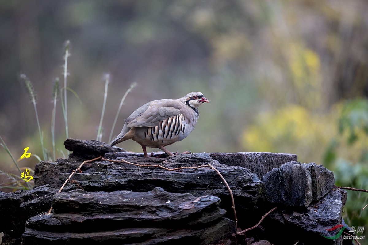 石鸡栖息于低山丘陵地带的岩石坡和沙石坡上,以及平原,草原,荒漠等