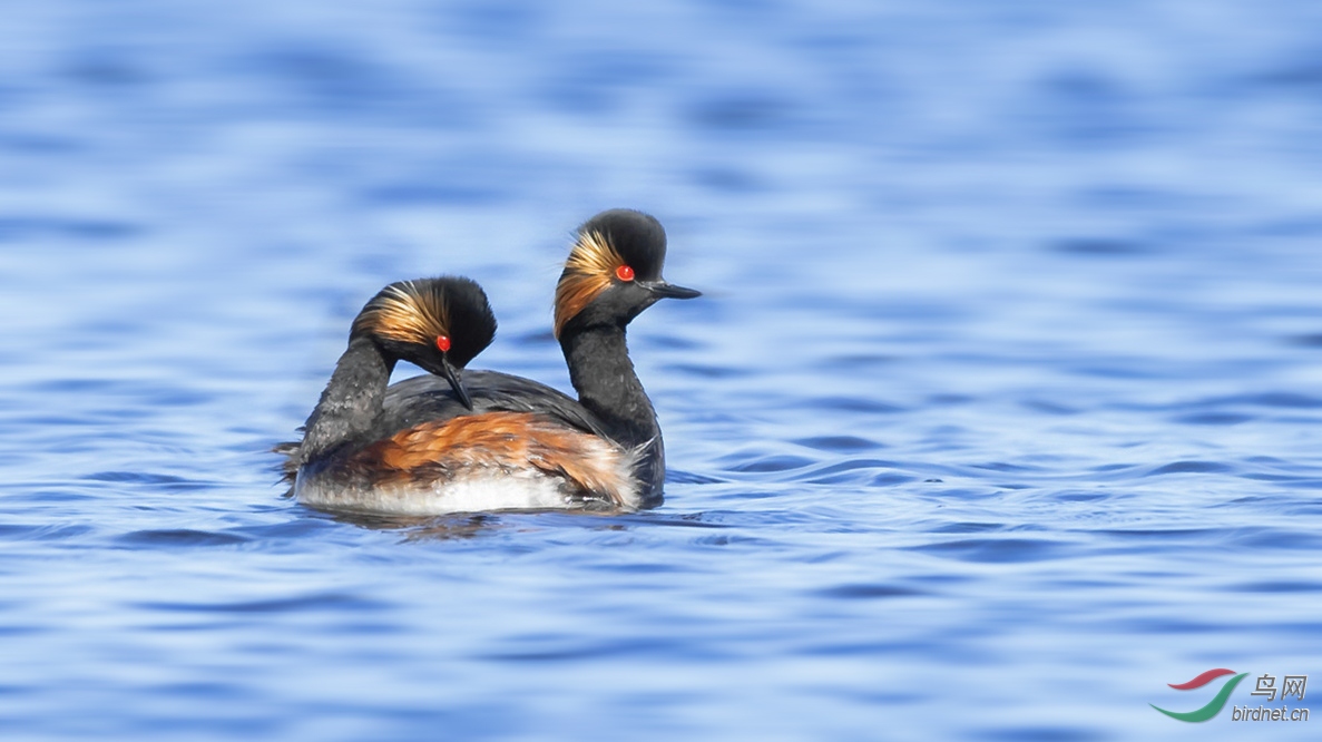 A40I8715banma _��������.jpg