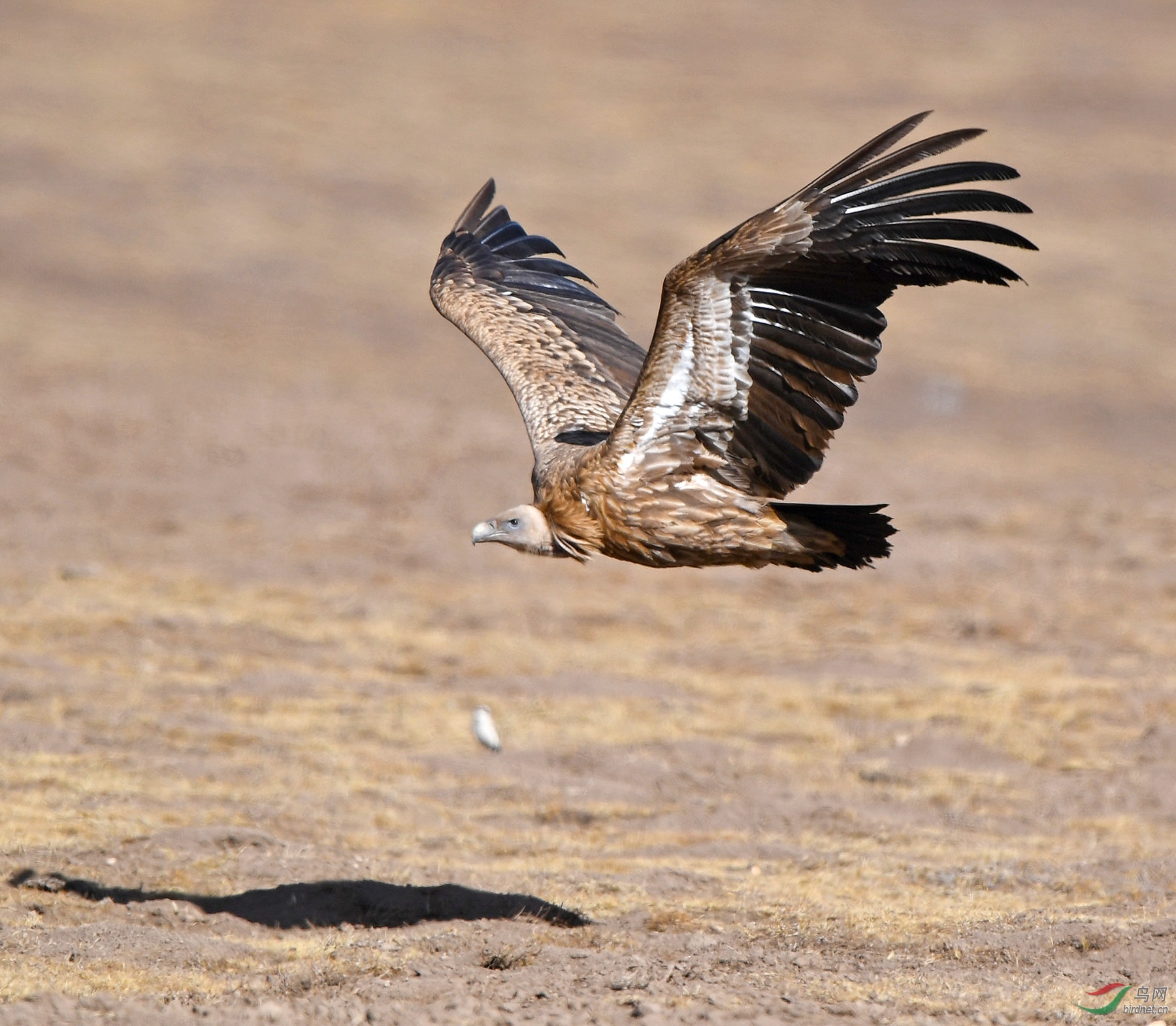 DSC_0820 ����.jpg