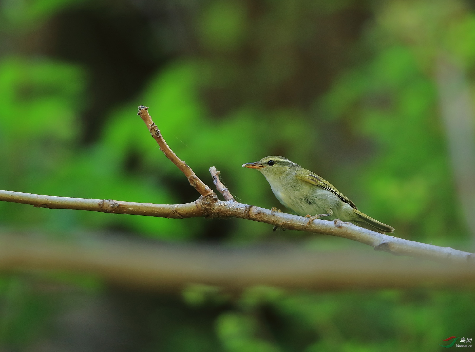 太行山脉第二十一种野生鸟太行山鸟021冠纹柳莺