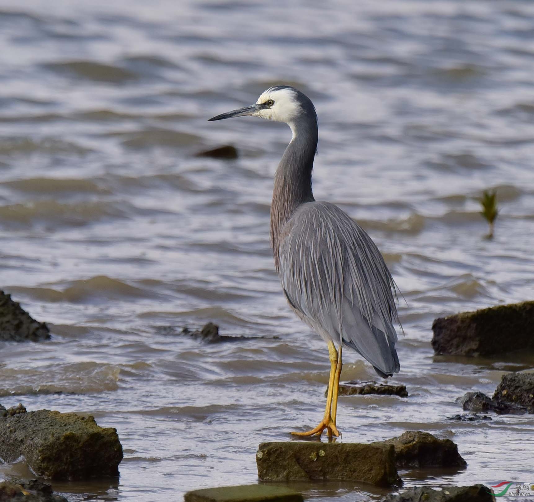 白脸鹭