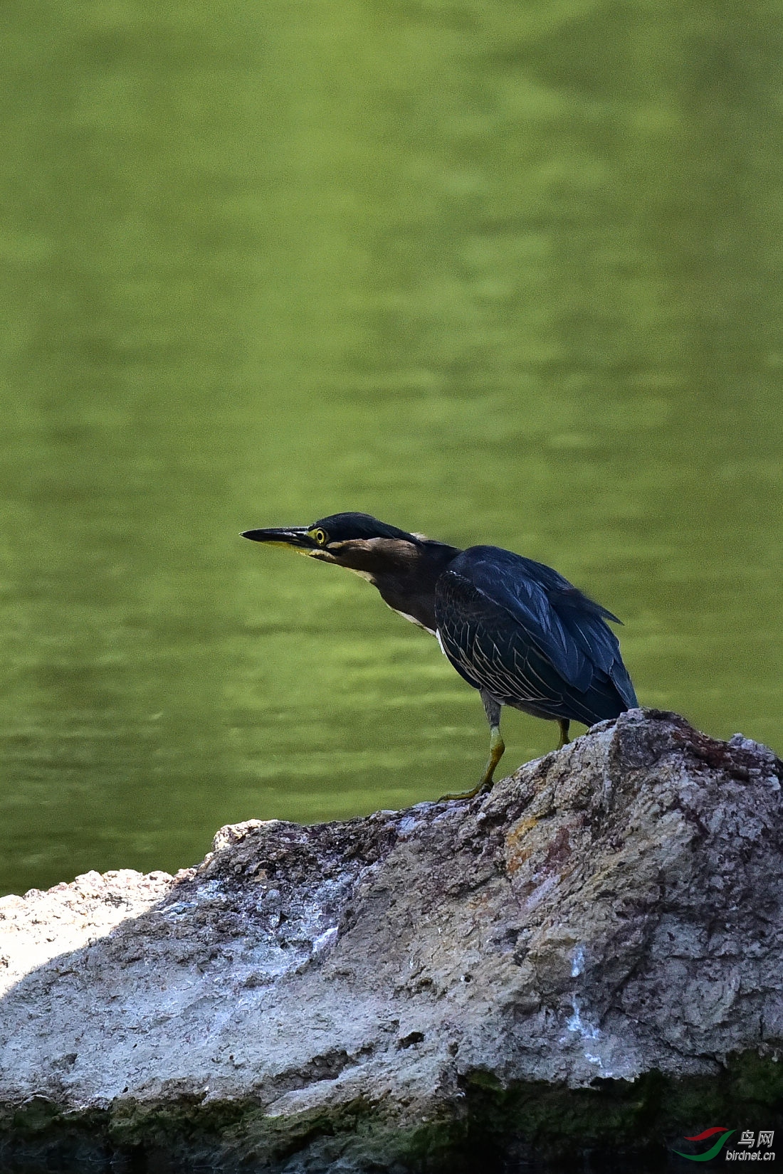 DSC_0242.JPG