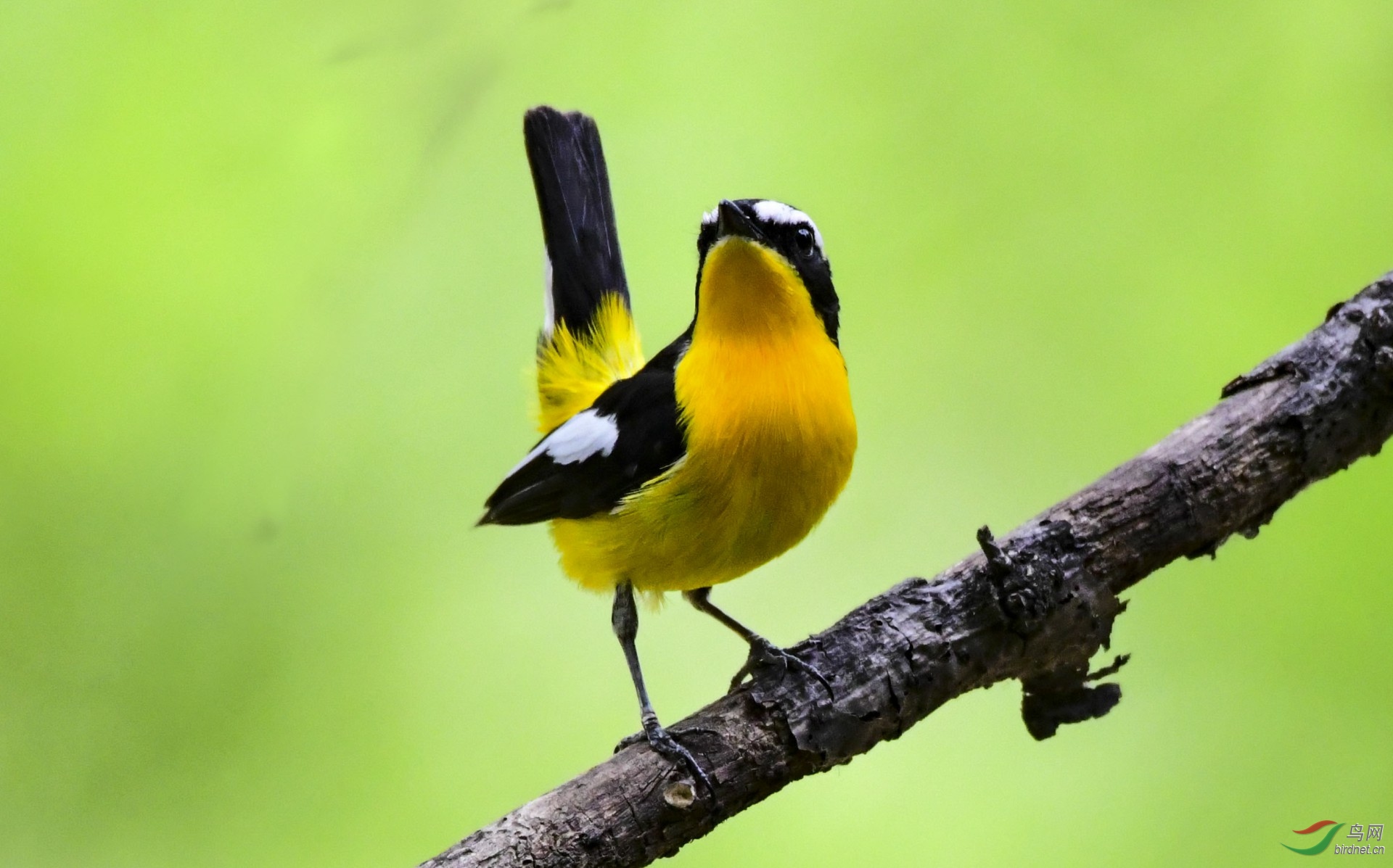 白眉姬鹟鸭蛋黄