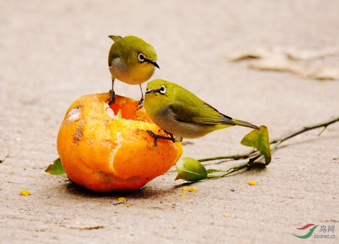 DSC_0421.JPG