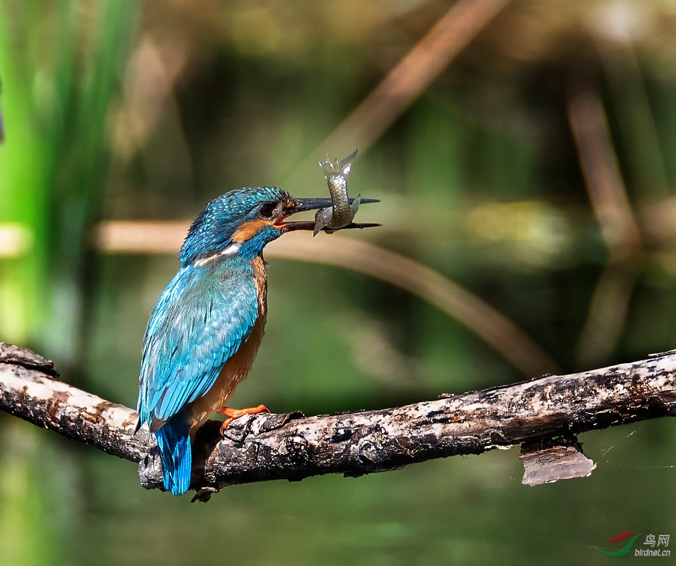 DSC_9227-1_����.jpg