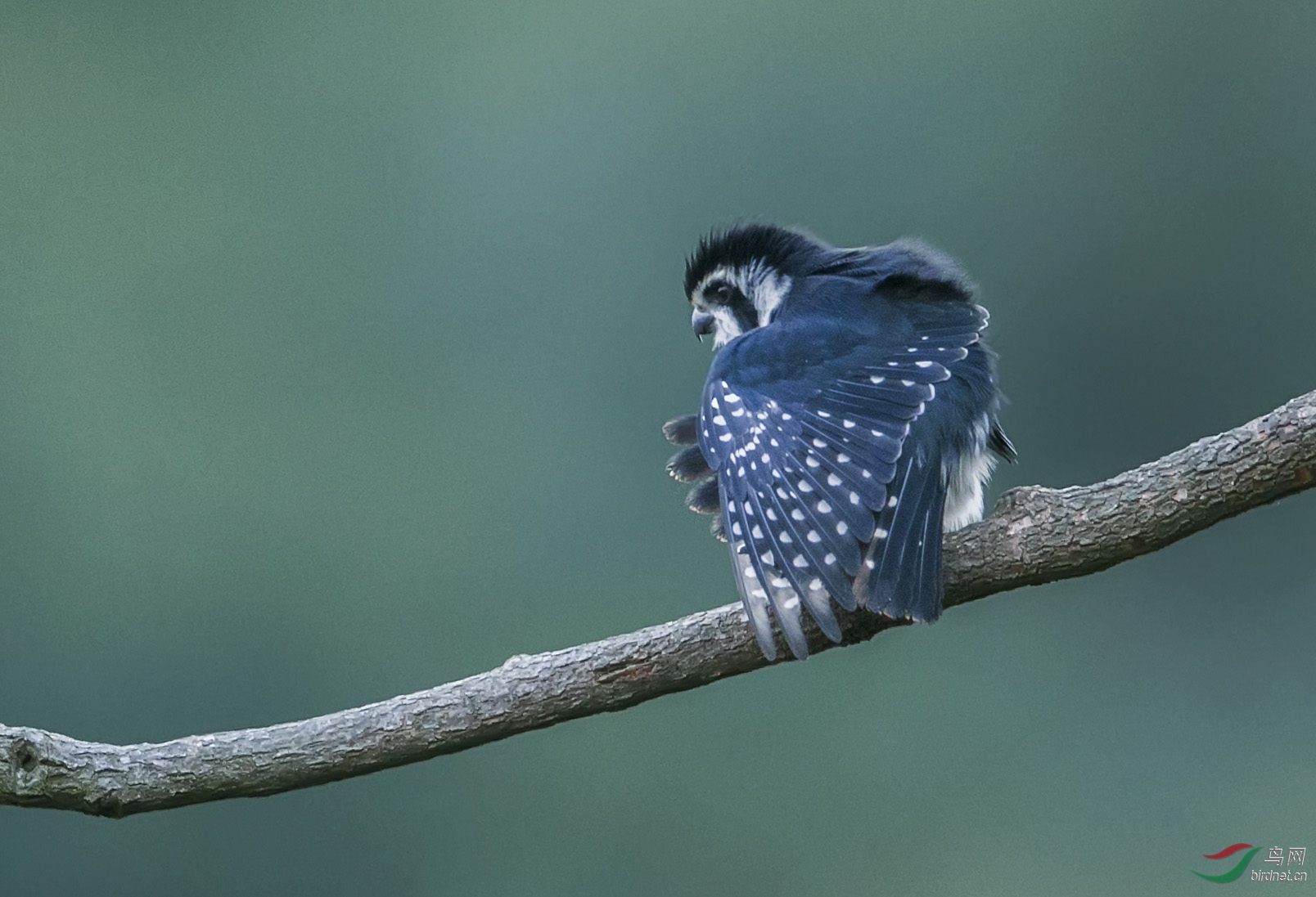 BT1I4402.-.jpg) (1).jpg