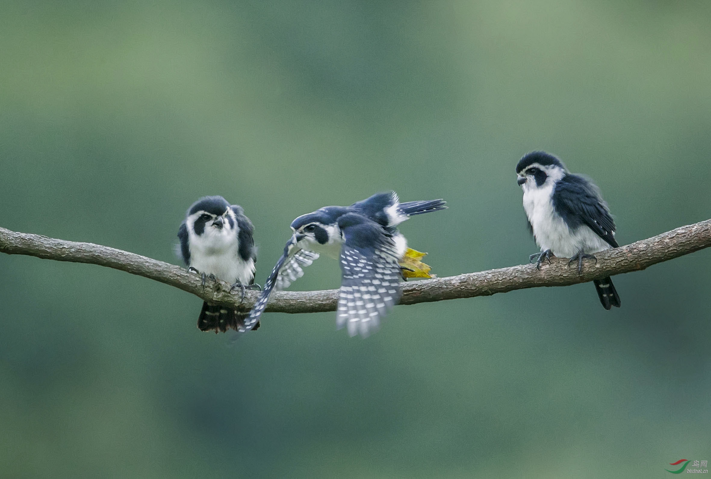 BT1I4402.-.jpg) (5).jpg