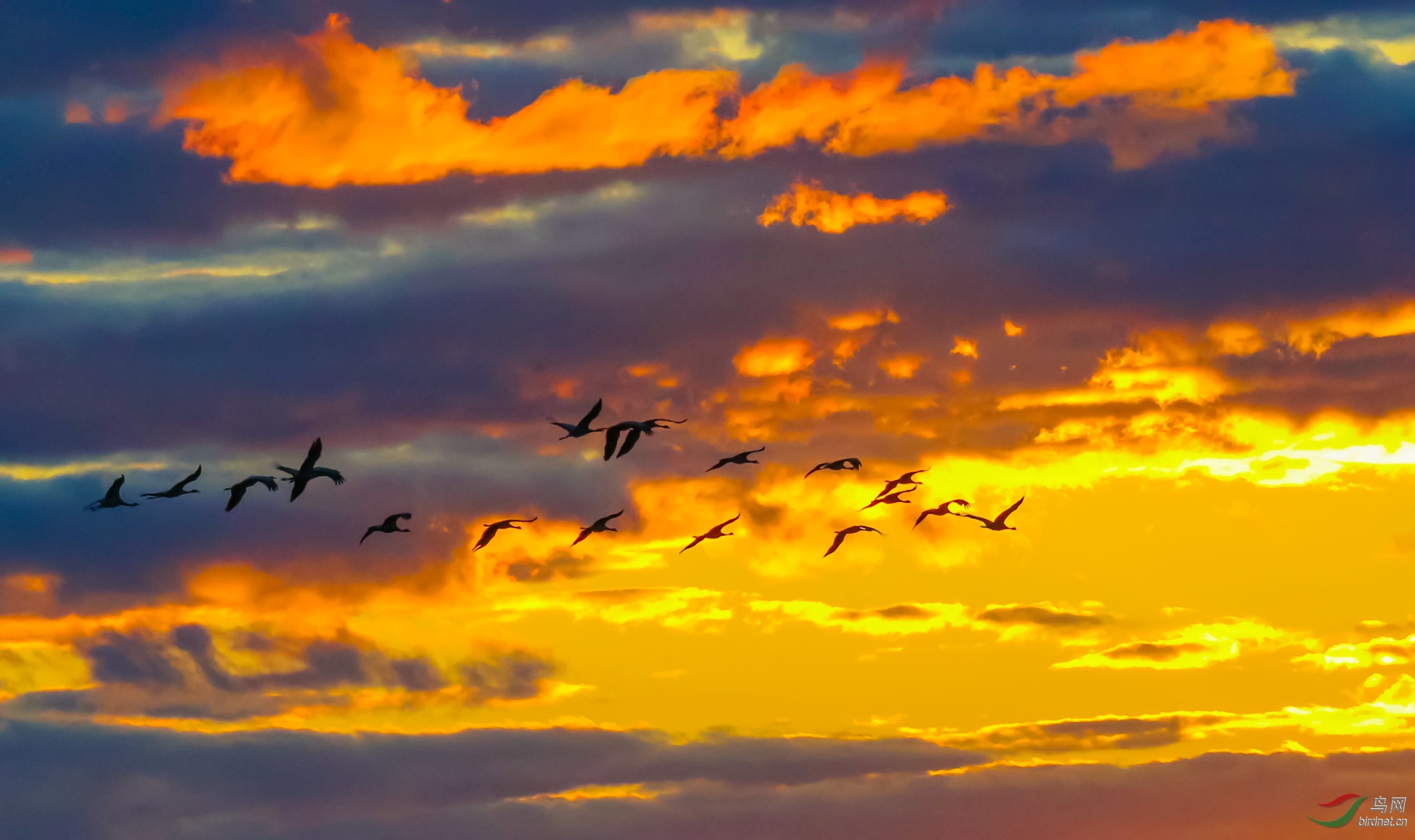 鹤穿火烧云祝贺荣获首页精华