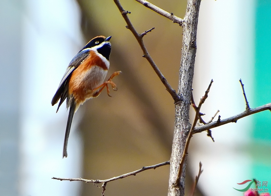 DSC_4310.JPG