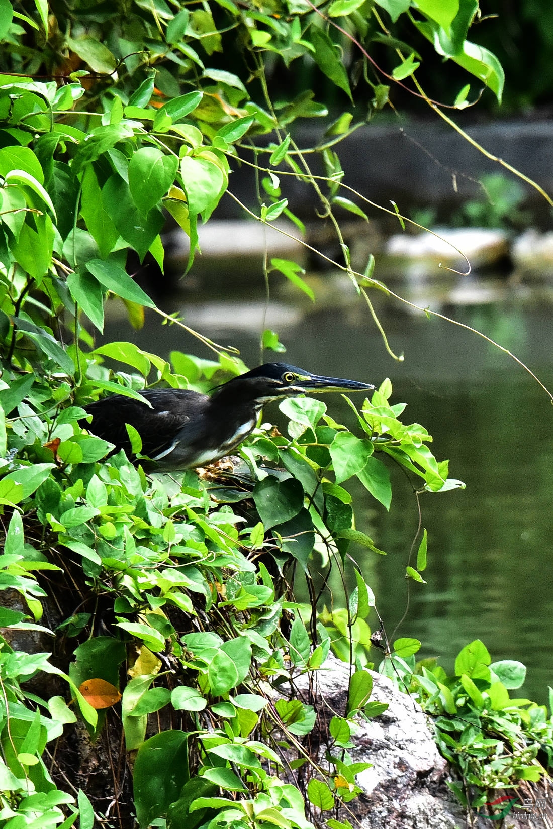DSC_0270.JPG