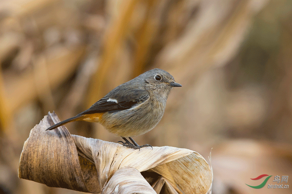 ����β�.gif