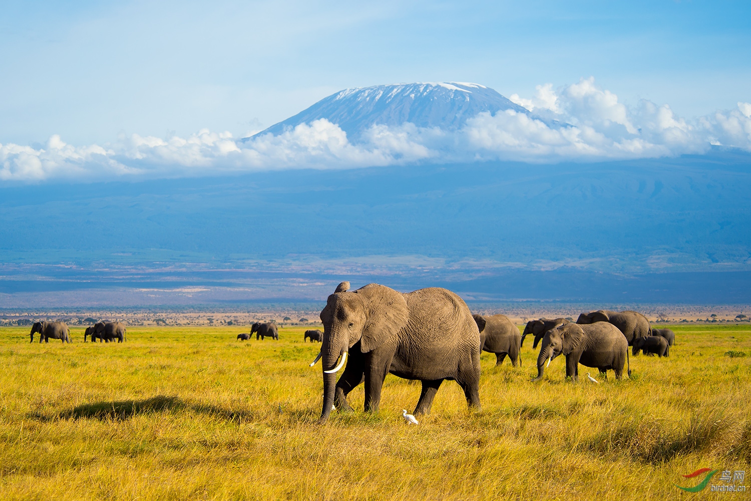 非洲象乞力马扎罗雪峰祝贺荣获首页动物精华