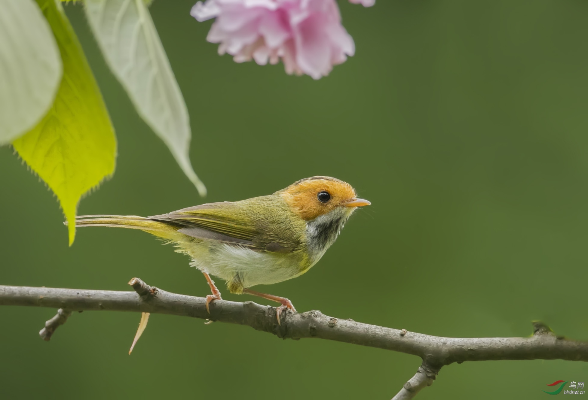 BT1I1989-1�� (4).jpg