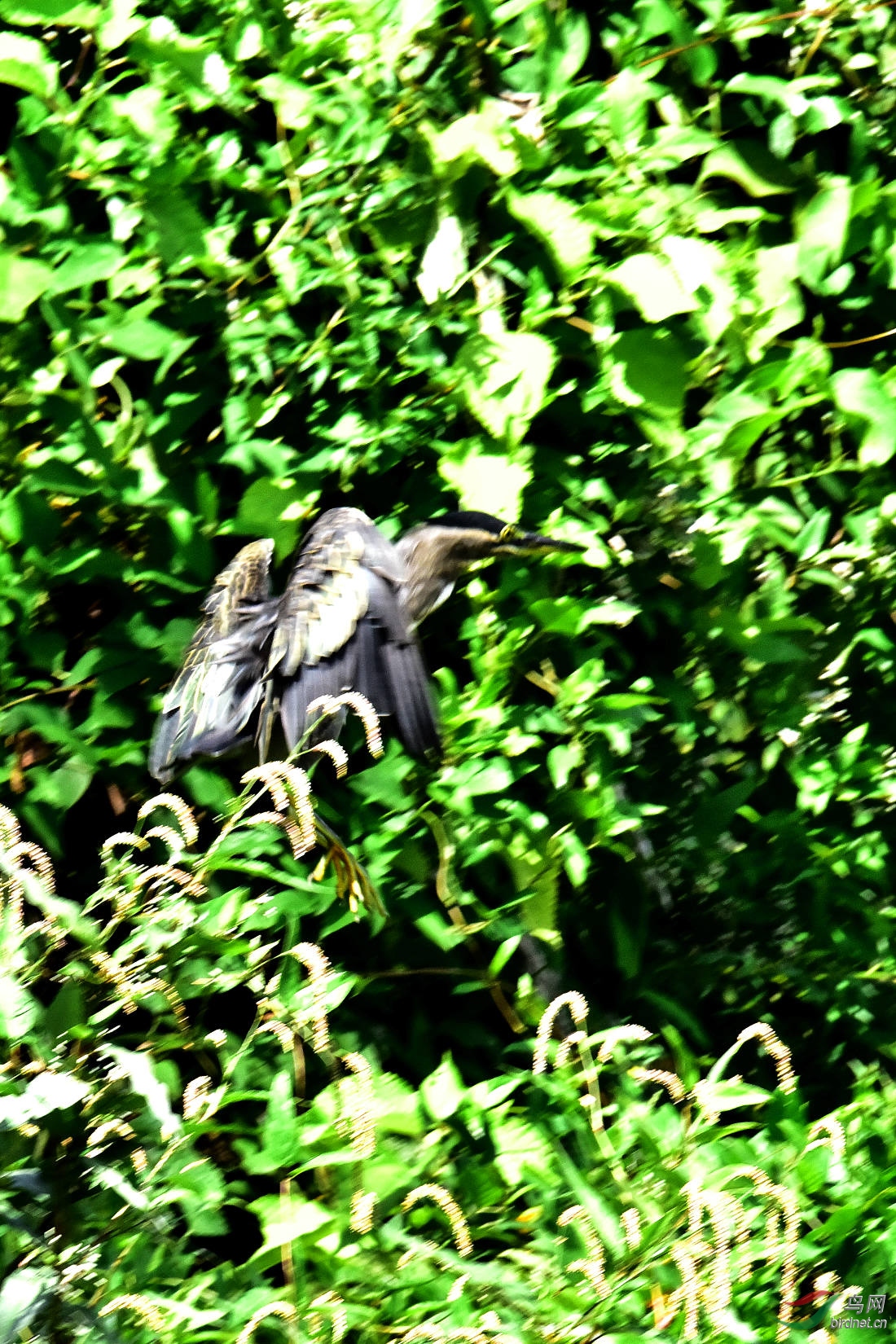 DSC_0276.JPG