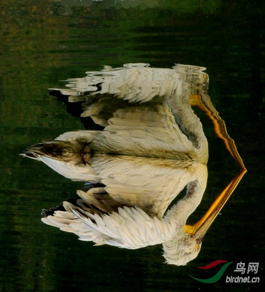 O6XMS8HJ$BZ@A]90LK@PBVL.jpg