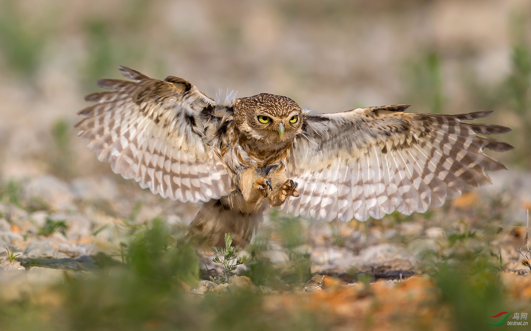 ���Ƹ�С�^