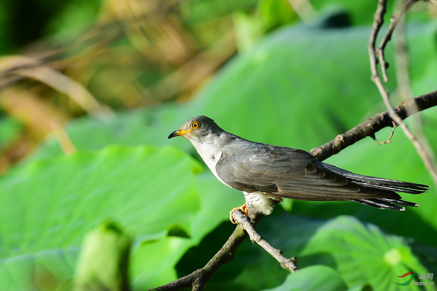 DSC_9337fb.jpg