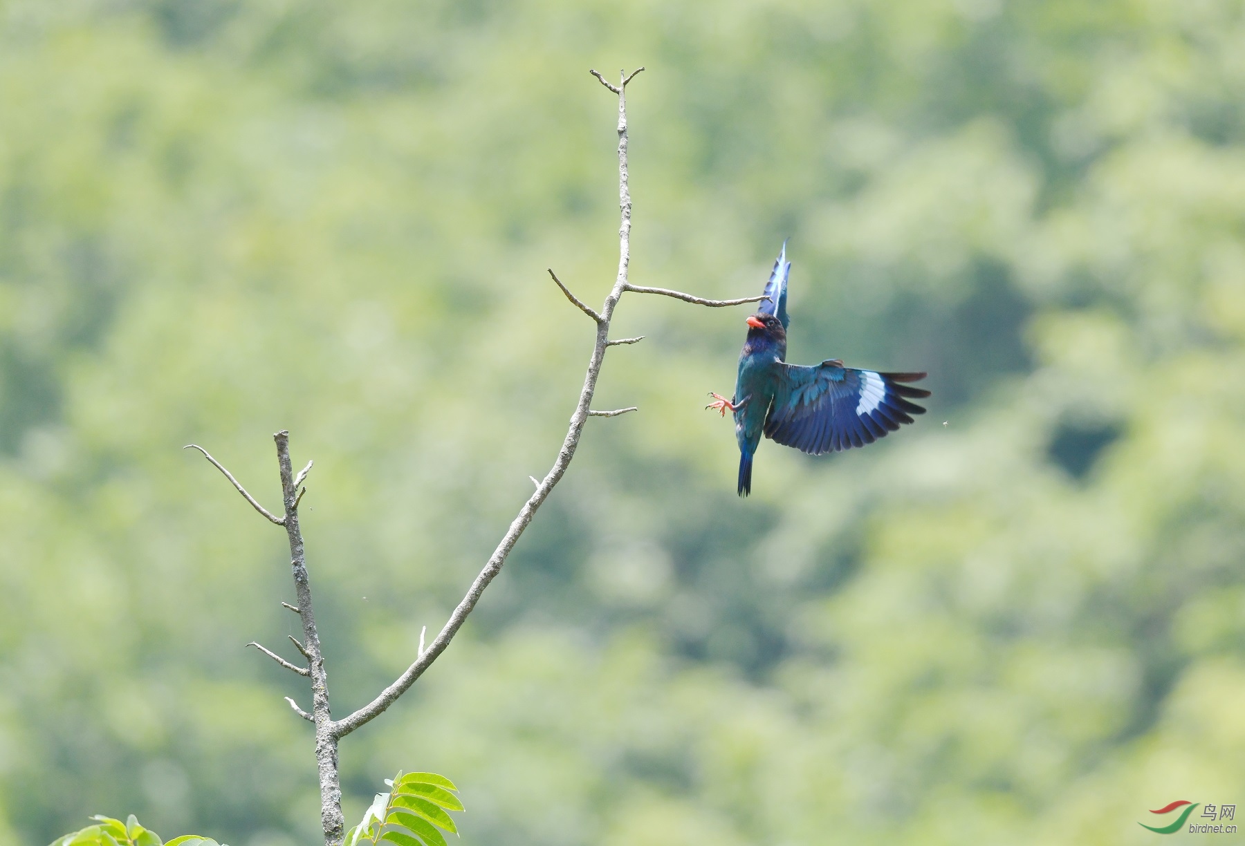 DSC_7689vv01.jpg