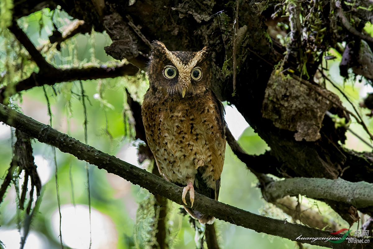 黄嘴角鸮苏门答腊亚种