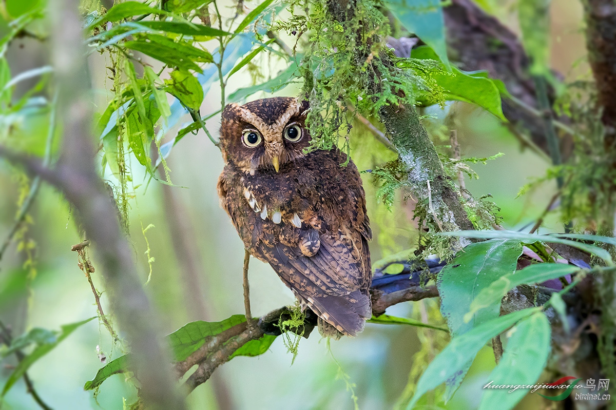 黄嘴角鸮苏门答腊亚种