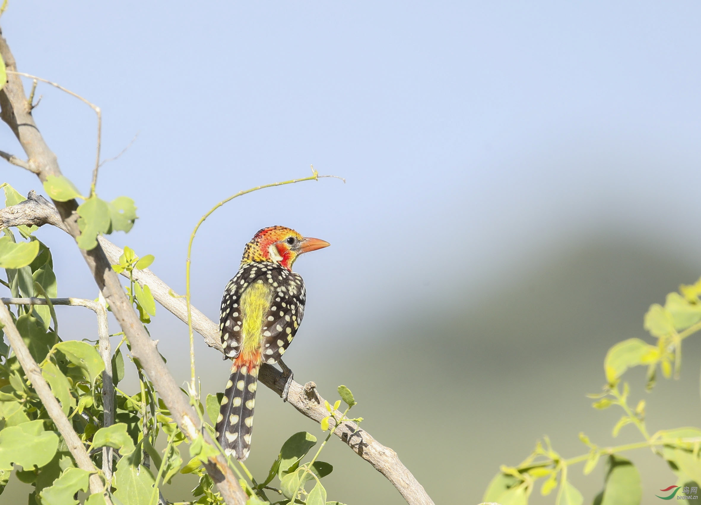 BT1I8603-1- (3)-1.jpg