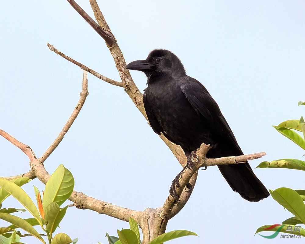 大嘴乌鸦日本亚种图片