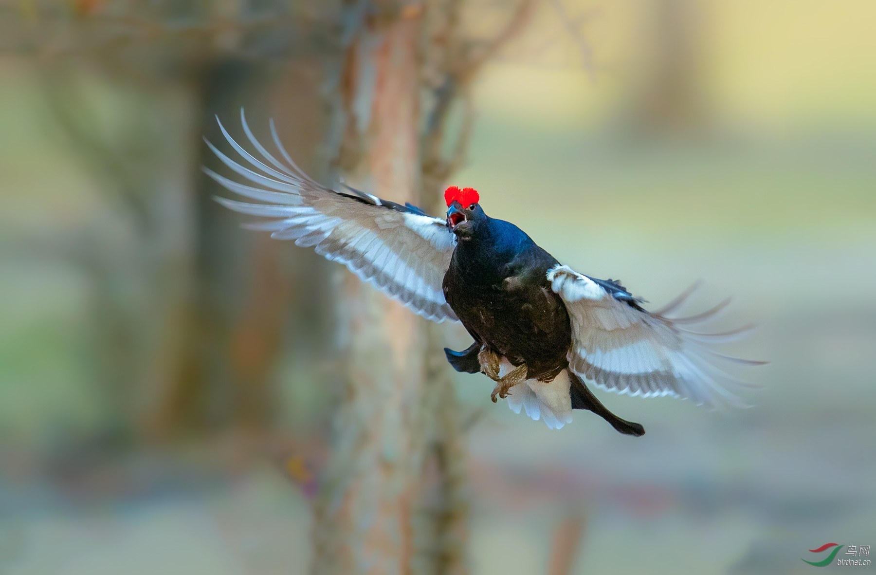 黑琴鸡霸气侧漏【贺获鸟类精华】