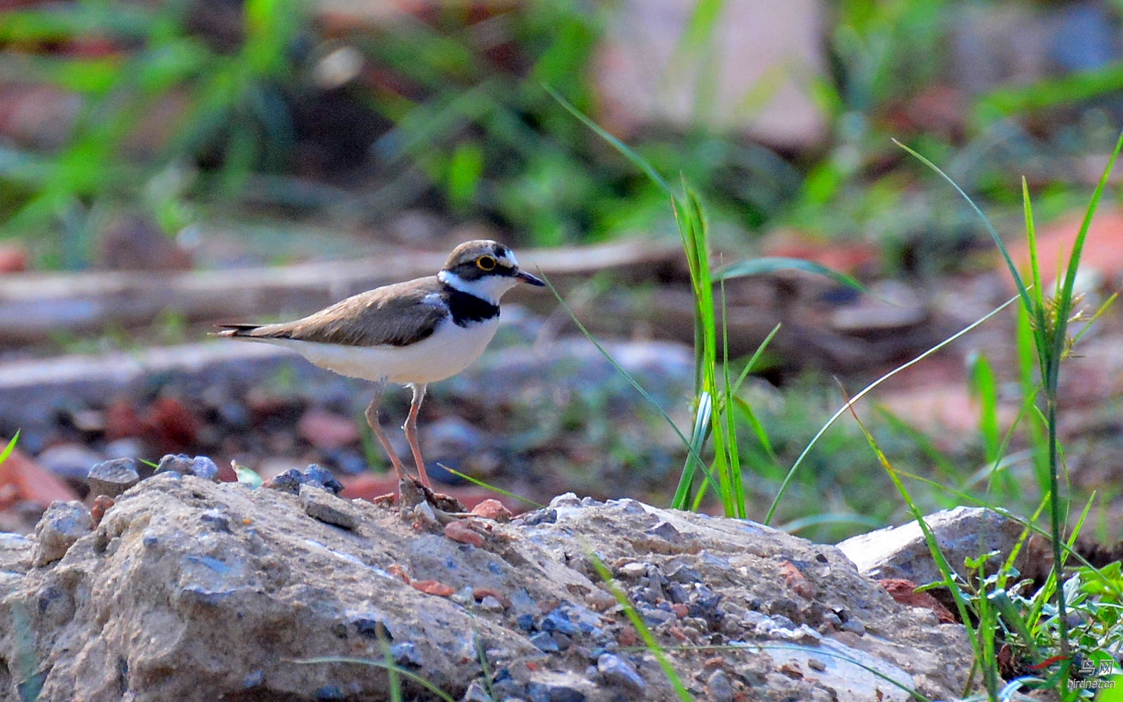 DSC_3596.JPG
