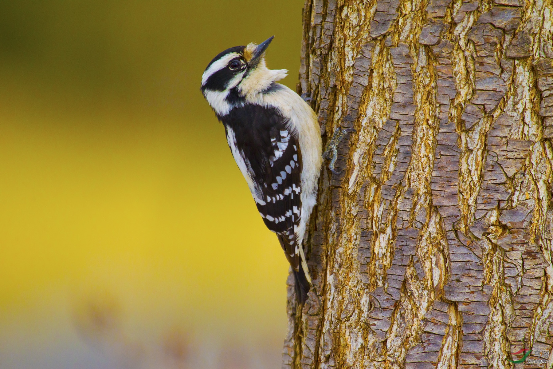 绒啄木鸟世界自然保护联盟iucnver312009年鸟类红色名录