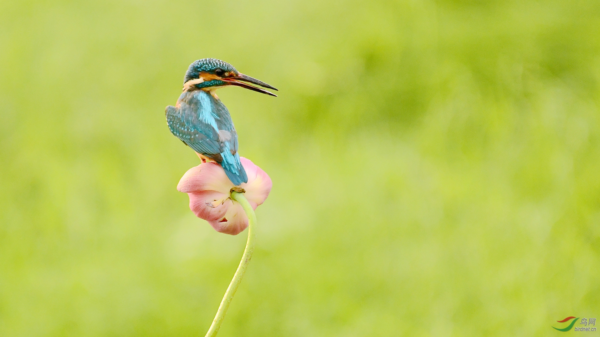 DSC_0523 ����_����.jpg