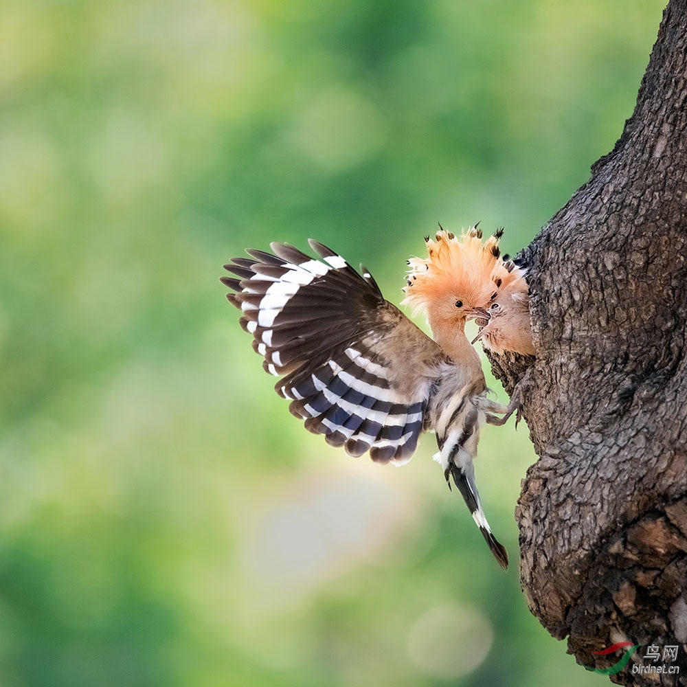 ��ʤ����