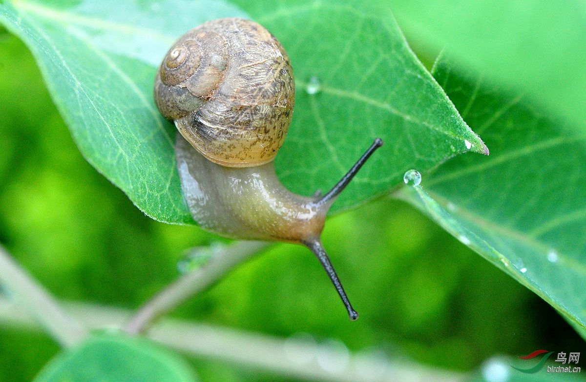 雨后蜗牛