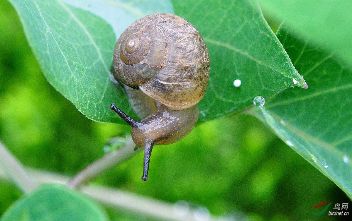 雨后蜗牛