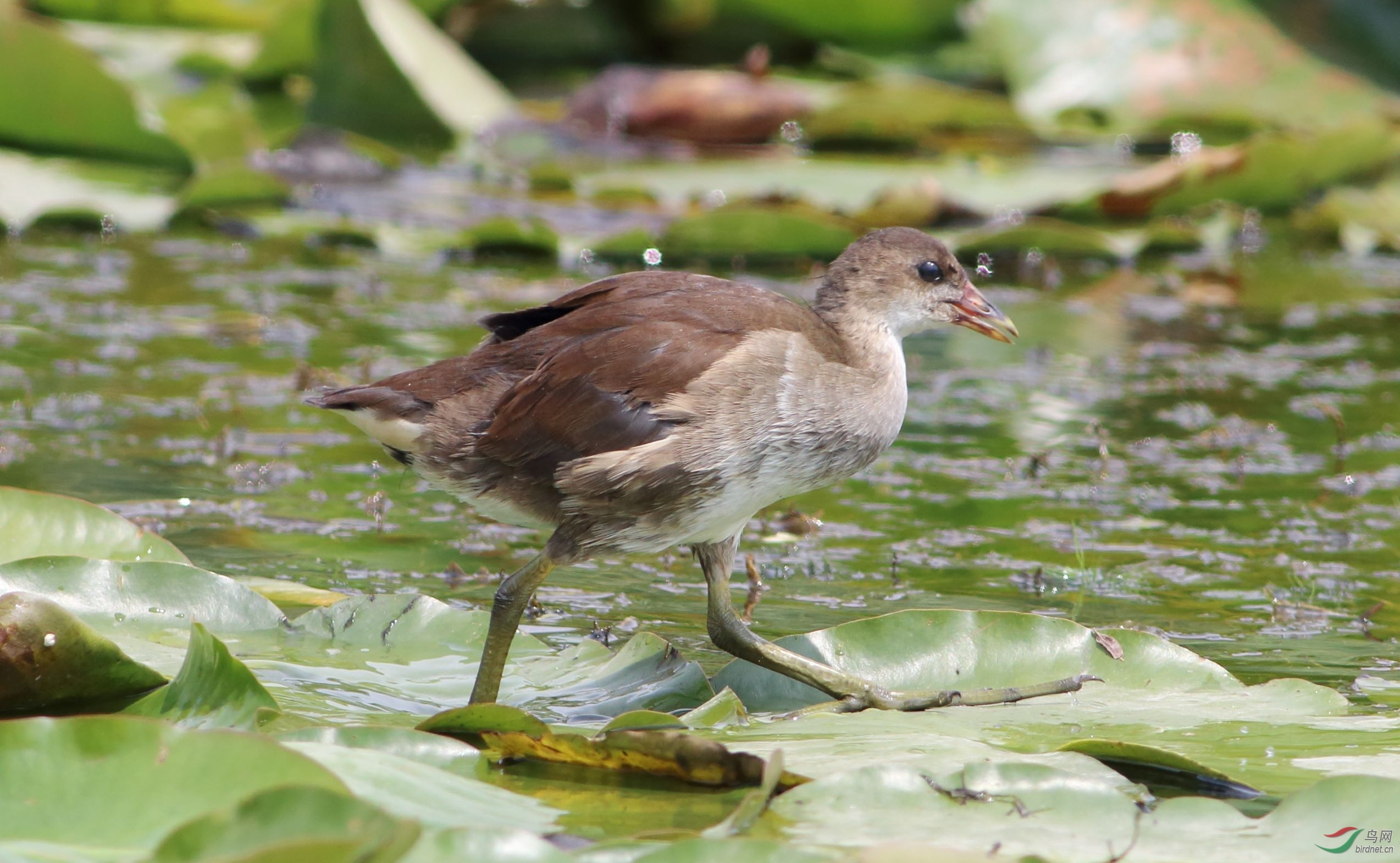 ���ڴ���