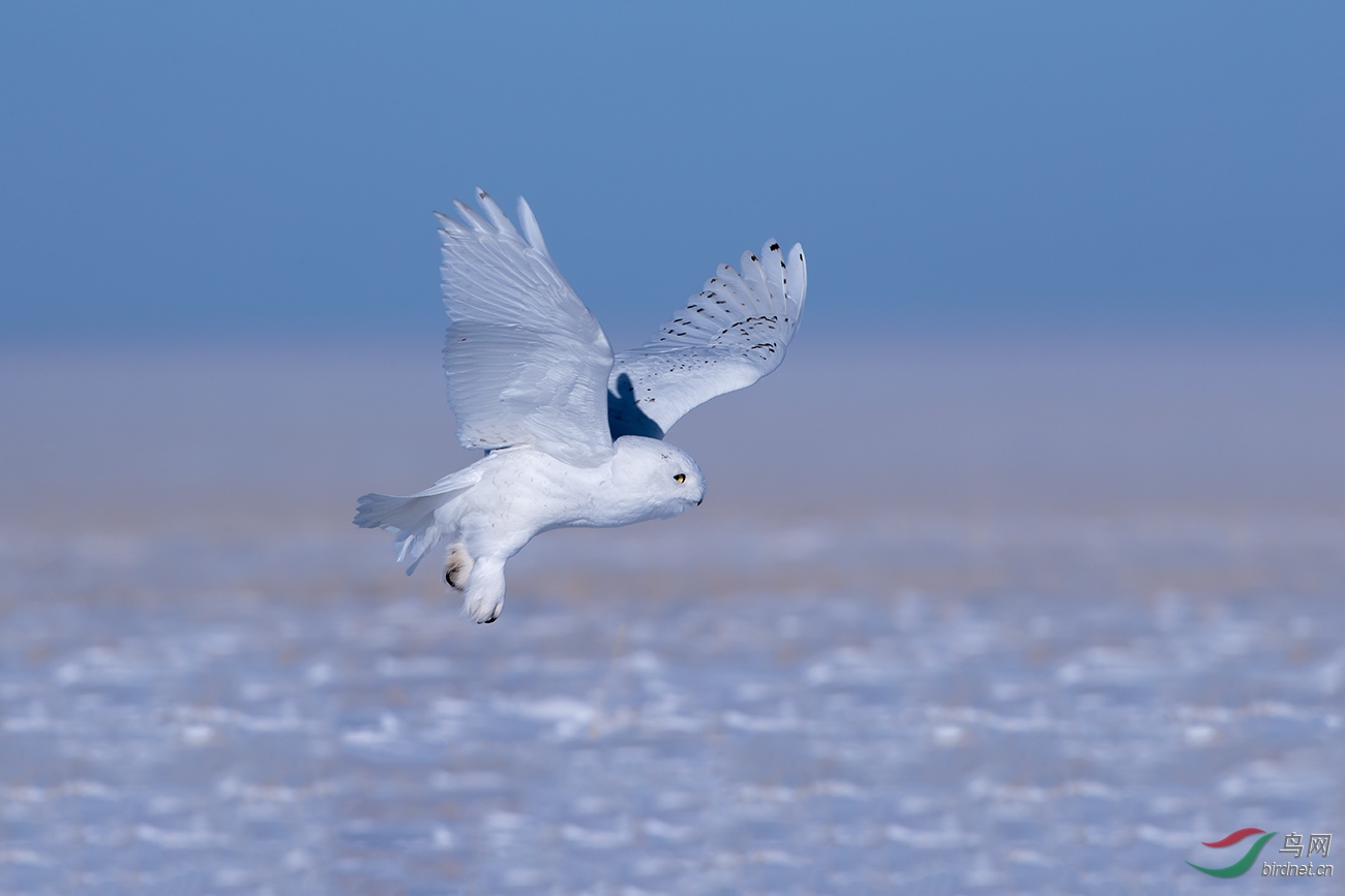 北极猫祝贺获首页精华祝贺本版佳作